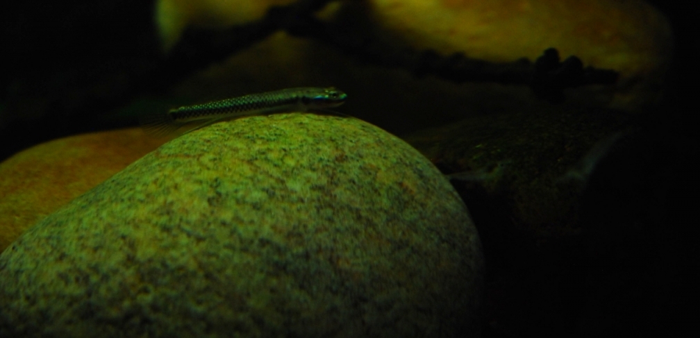 Stiphodon elegans (male)