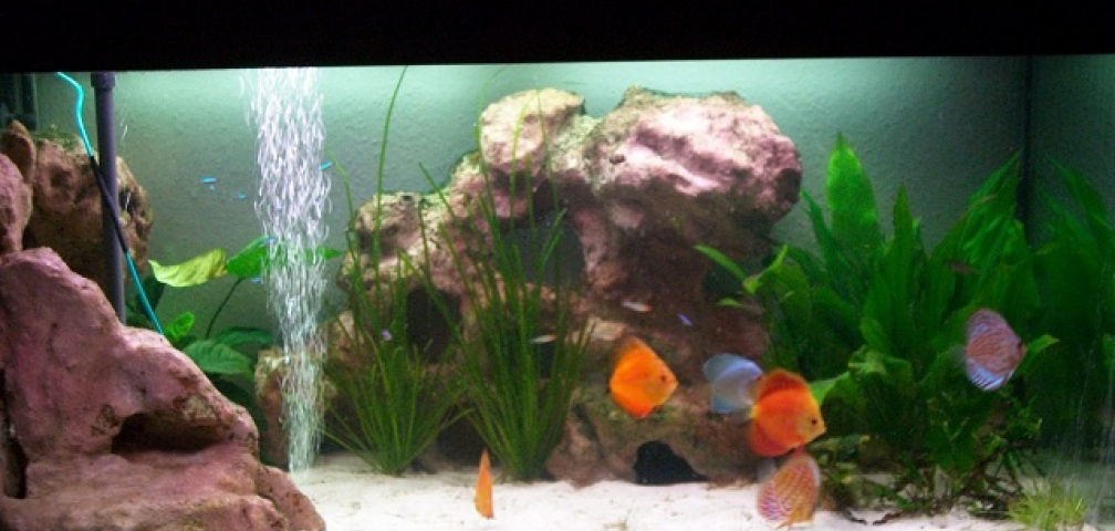 Aquarium Hauptansicht von Gauchel Becken