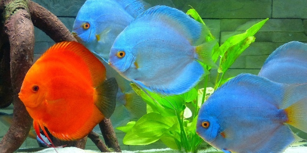 11 große Stendker Diskusfische im 450 Liter Becken