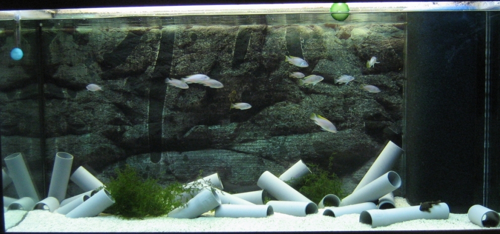 Aquarium Hauptansicht von Low-Budget bzw. nem geschenkten Barsch...