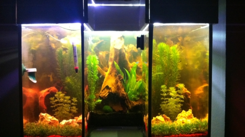 Mein erster selbst Bau