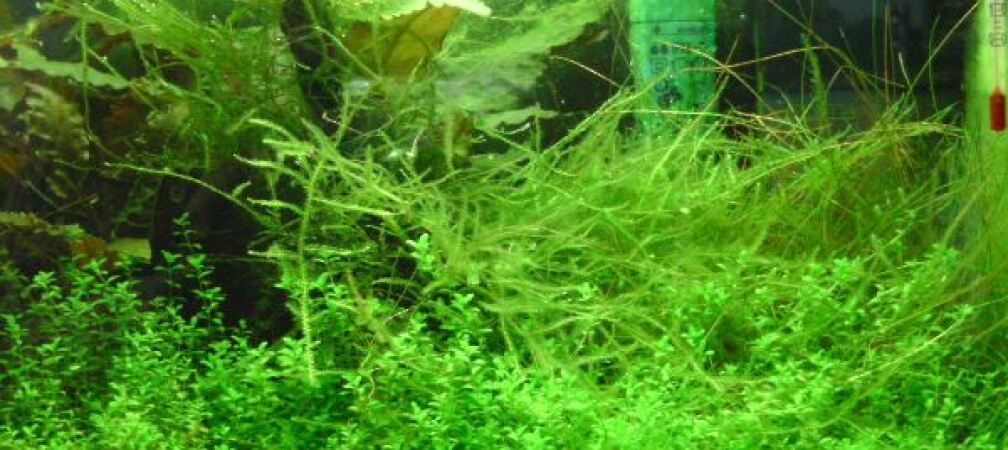 Aquarium Hauptansicht von Miniwiese