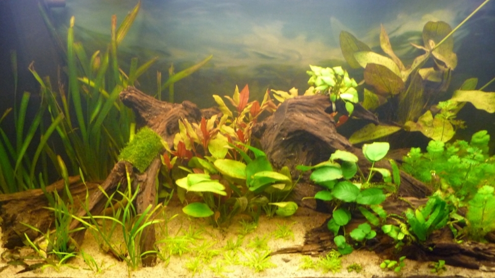 Aquarium Hauptansicht von Am Grunde des Sees