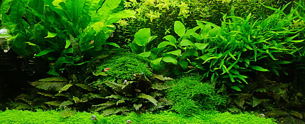 Gesamt vom 27.4.2011