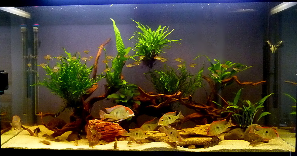 Das Becken in seiner Gesamtheit