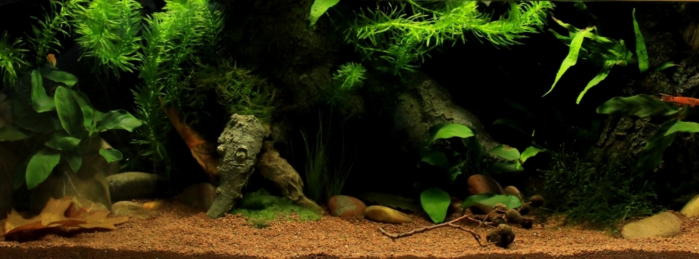 Aquarium Hauptansicht von little dark african