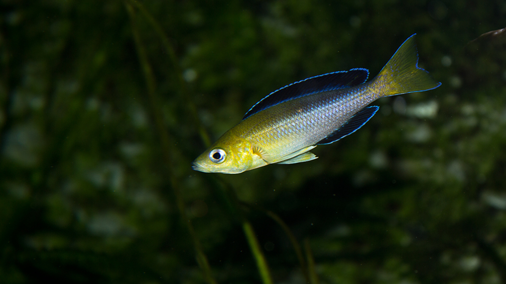 Aquarium Hauptansicht von Tanganjika Übergangszone - Nur Noch als Beispiel