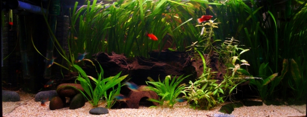 Mein Gesellschaftsbecken