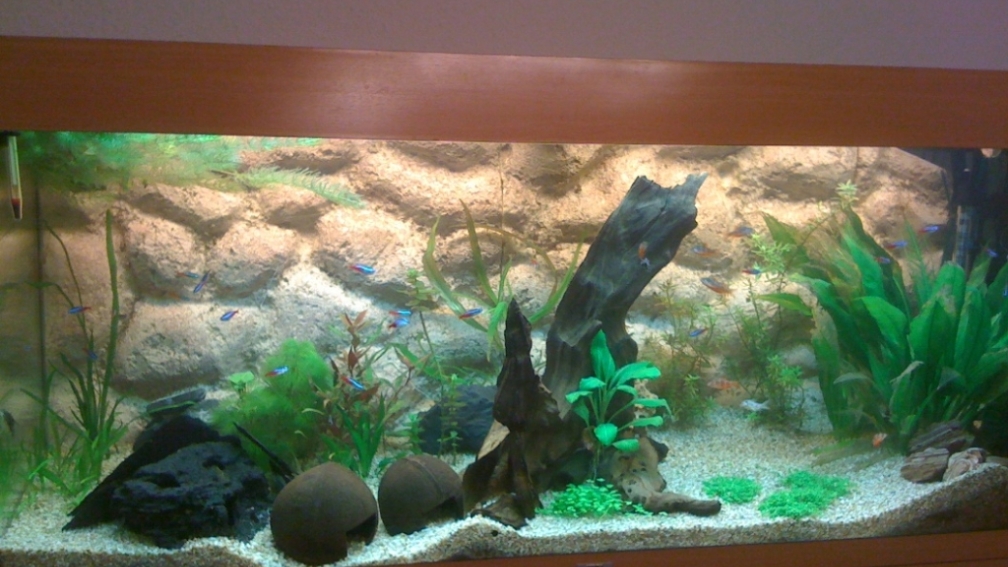 Aquarium Hauptansicht von Tank Nation