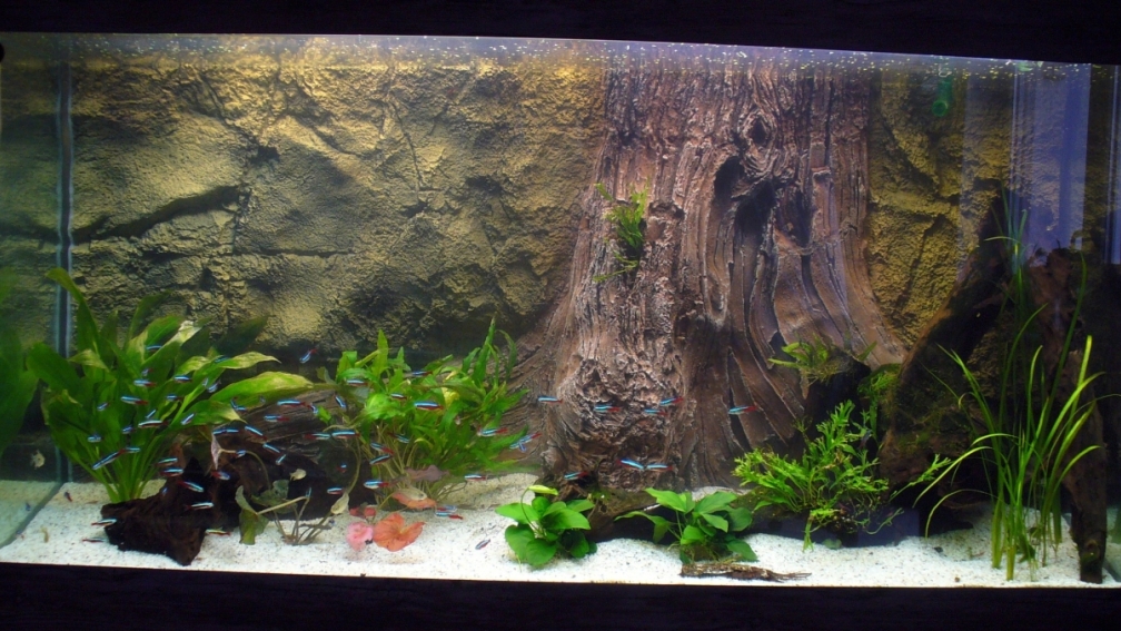 Aquarium Hauptansicht von Neueinrichtung nach Umzug