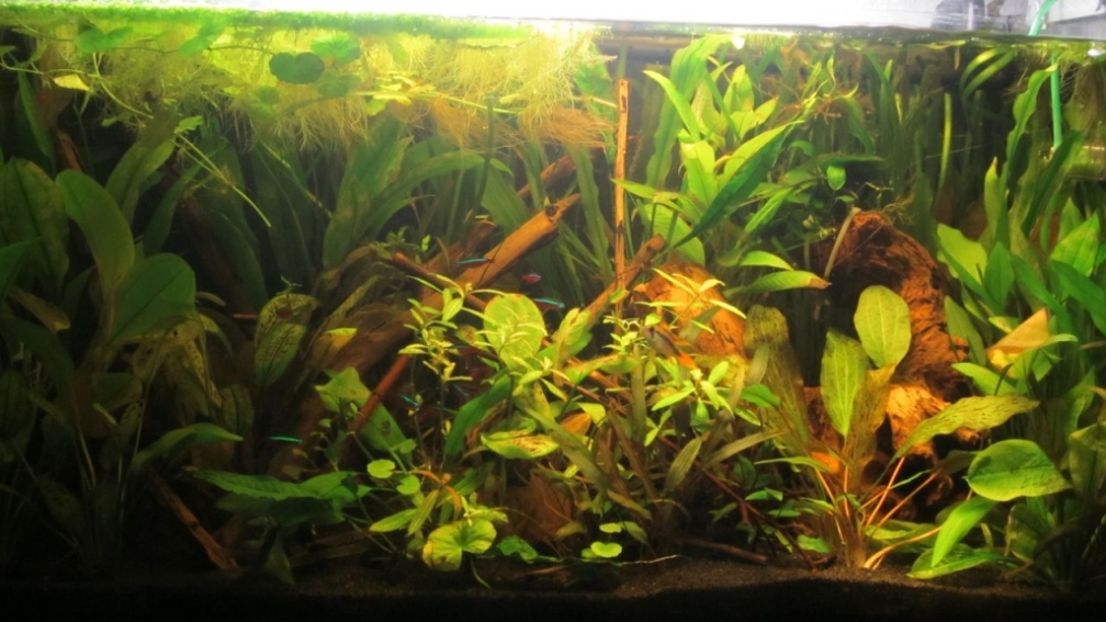 Stand 6.11 nach dem gärtnern