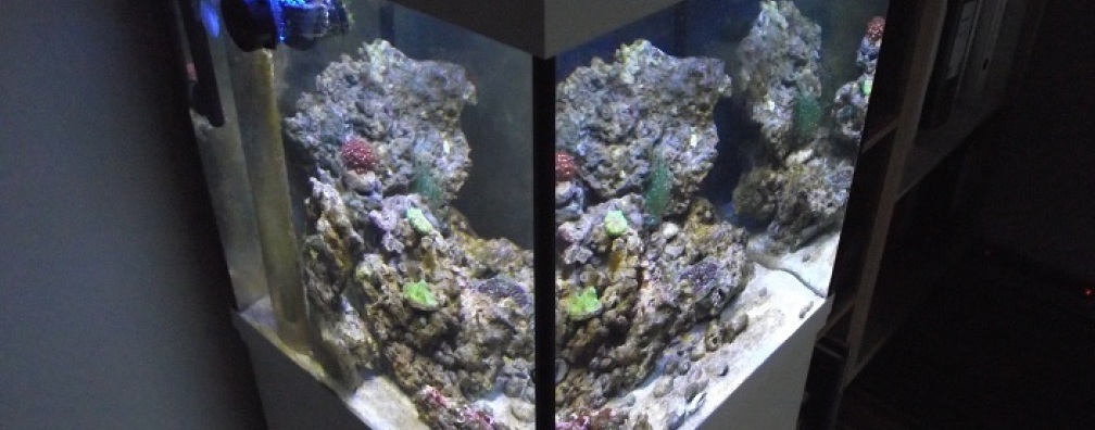 Aquarium Hauptansicht von Midi-Cube Meerwasser