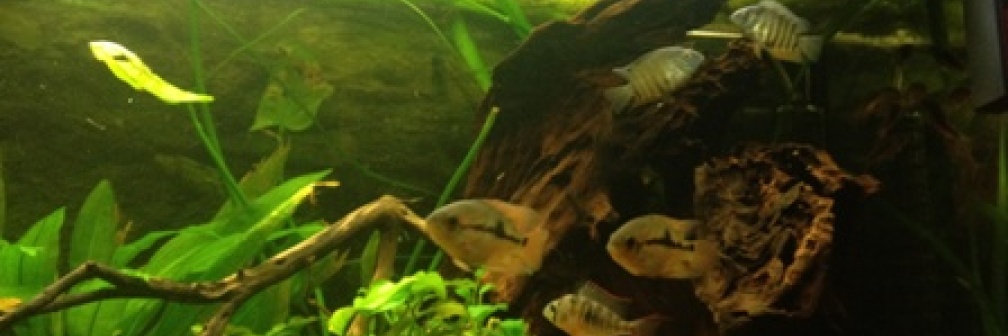 Aquarium Hauptansicht von Südamerika