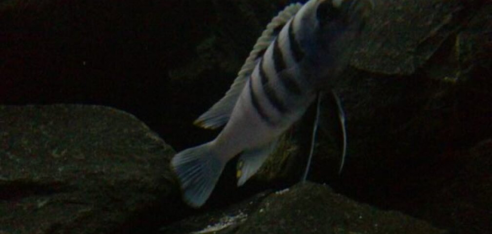 Aquarium Hauptansicht von My Version of Malawi