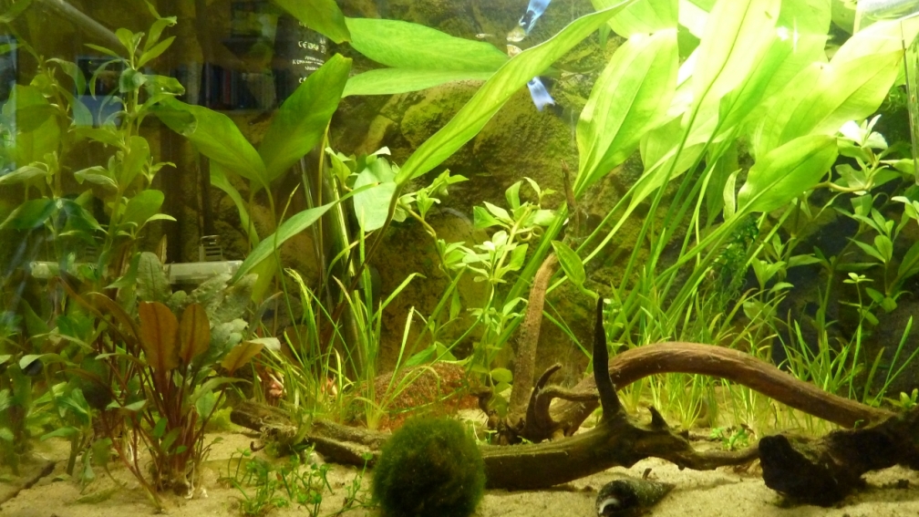 Aquarium Hauptansicht von Chillout Zone