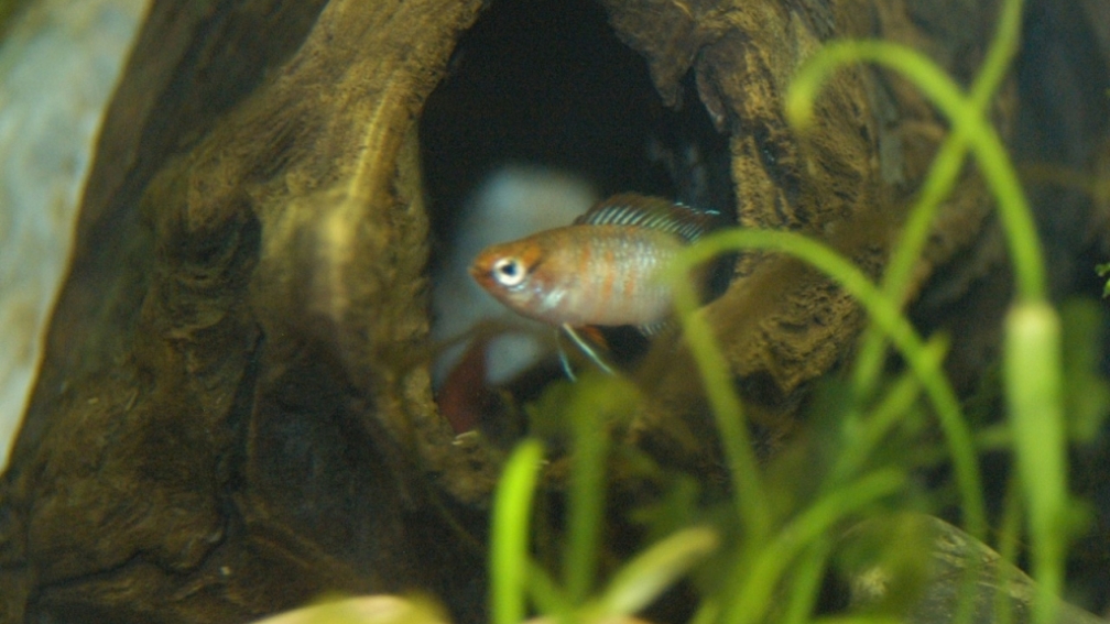 Aquarium Hauptansicht von Darios World