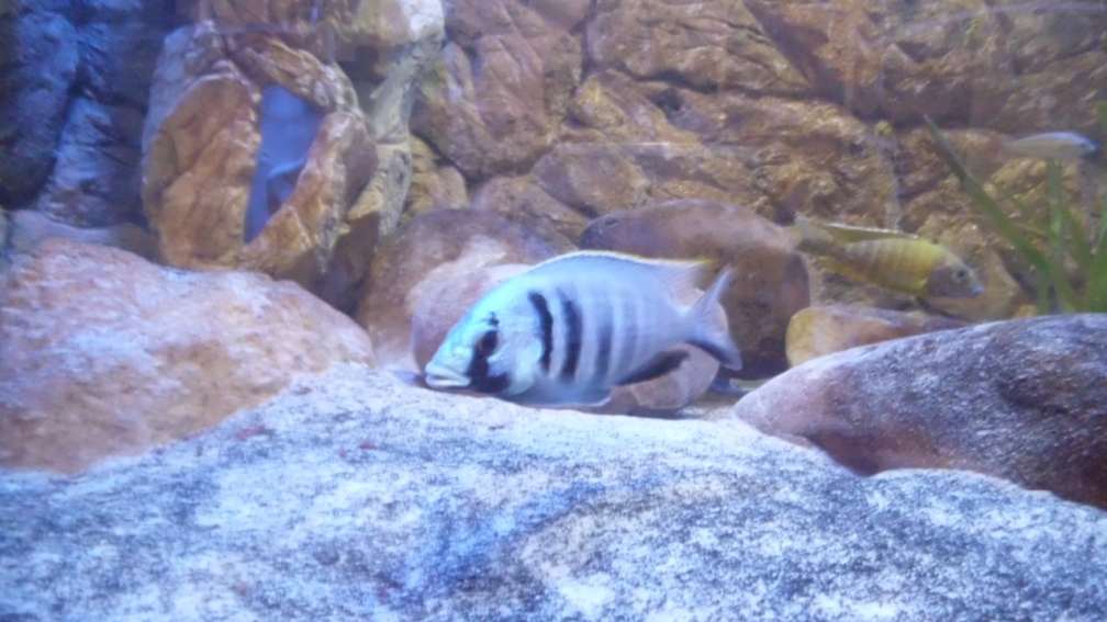 Aquarium Hauptansicht von Malawi Homezone / aufgelöst