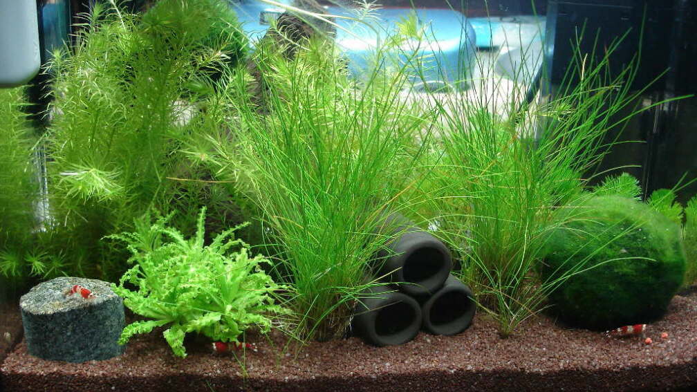 Aquarium Hauptansicht von Garnelenbecken