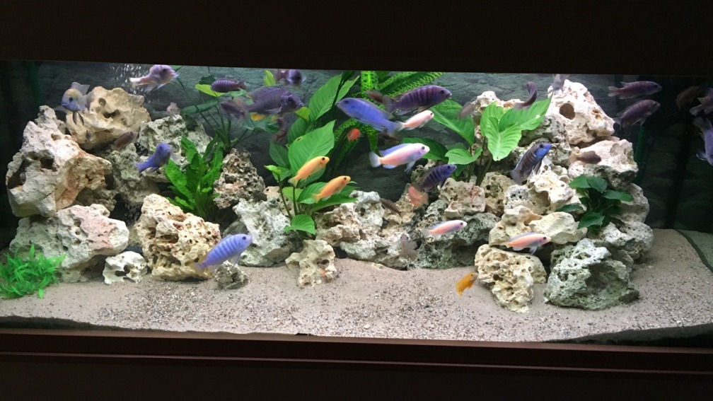 Aquarium Hauptansicht von Meins