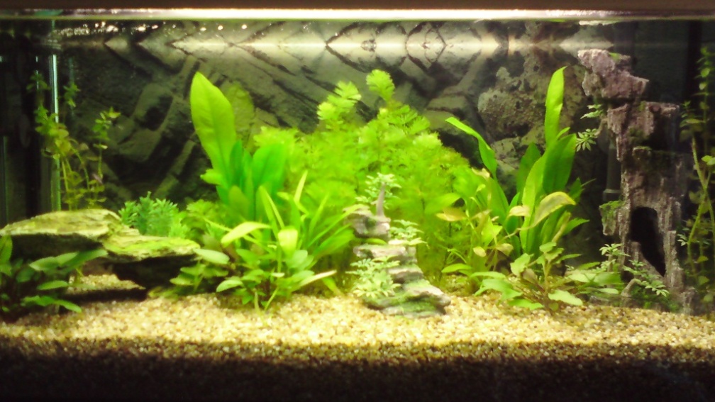 Aquarium Hauptansicht von Kleine Unterwasserwelt