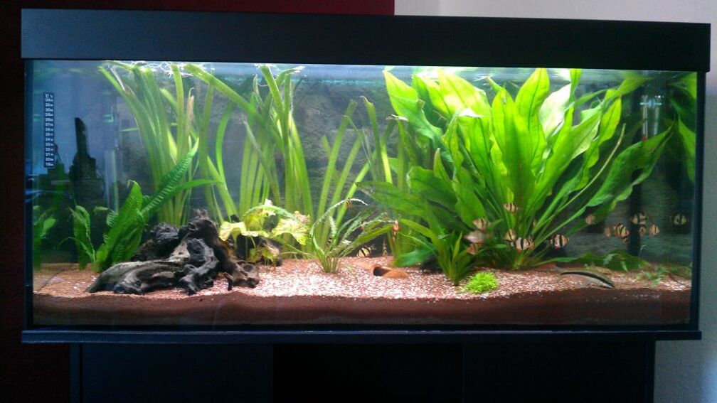 Mein Aquarium 