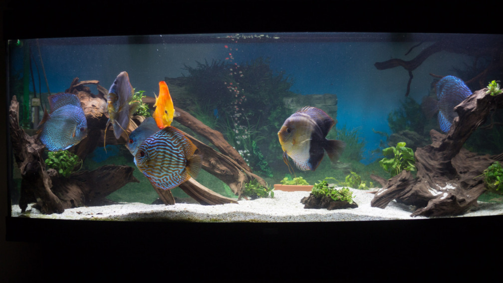 Aquarium Hauptansicht von Amazonasdream 450