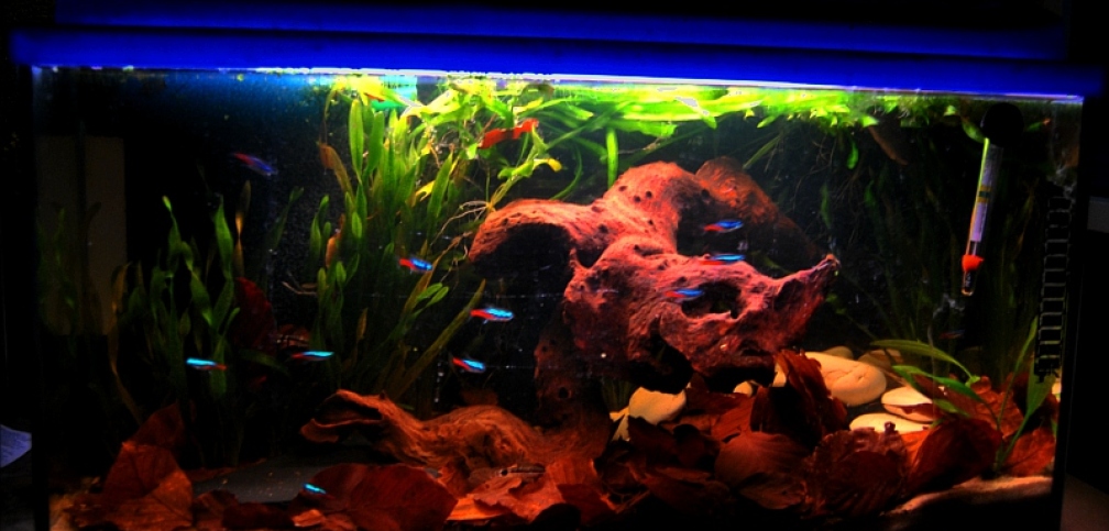 Aquarium Hauptansicht von Apistogramma borelli