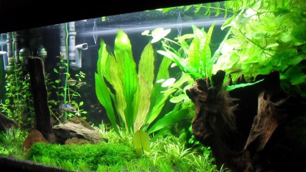Aquarium Hauptansicht von 112Ltr. Tropenbecken -nur noch als Beispiel-