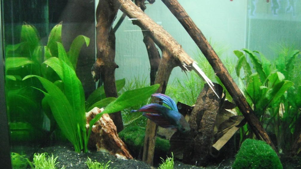 Mein erstes Aquascape