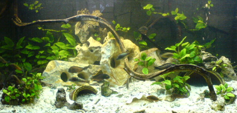  300 liter aquarium Tanganjika