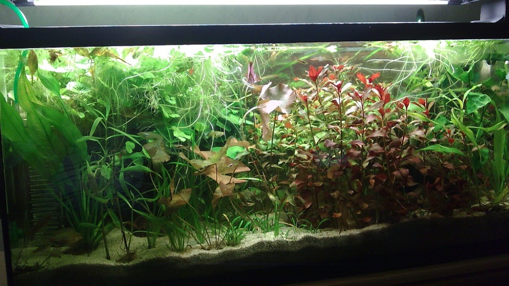 Aquarium Hauptansicht von 90L Sonnensturm