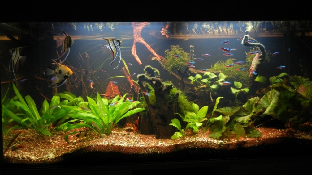 Aquarium Hauptansicht von Amazonas