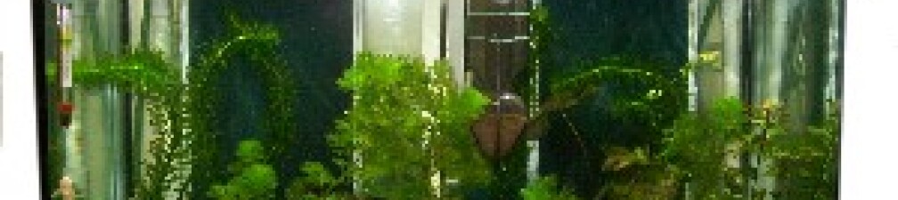 54 Liter Zuchtbecken mit High-Power-LED´s