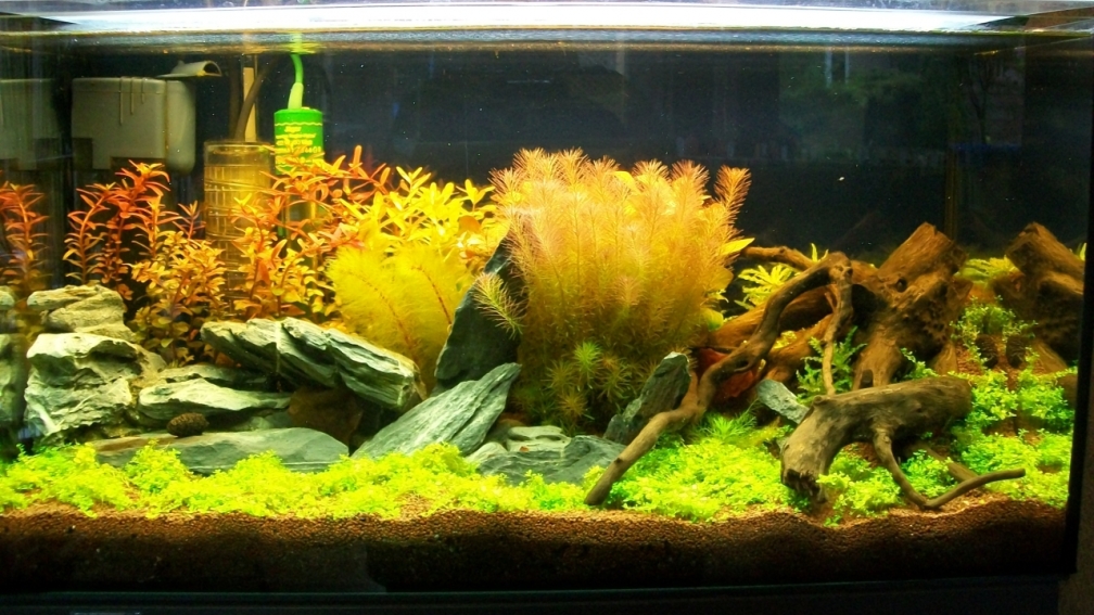 Aquarium Hauptansicht von Meine Ruhezone