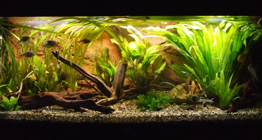 Südamerikanische Salmer