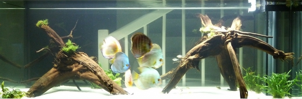 Aquarium Hauptansicht von Diskus