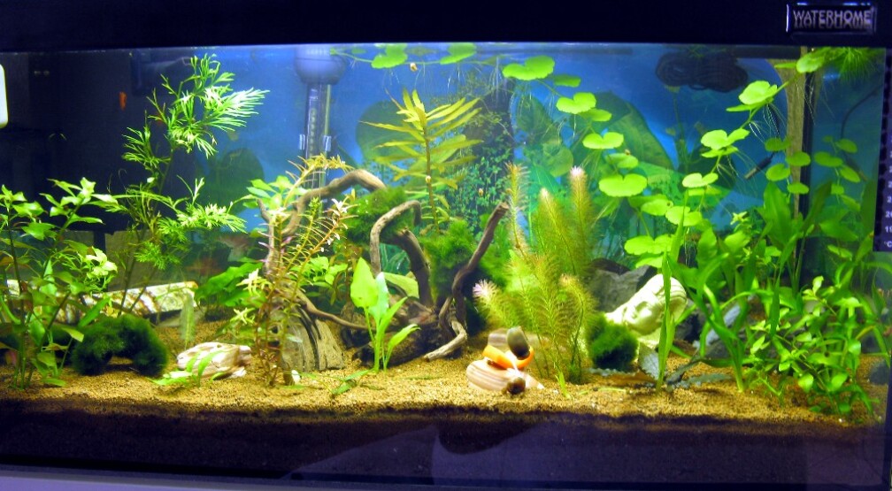 Aquarium Hauptansicht von Water Home