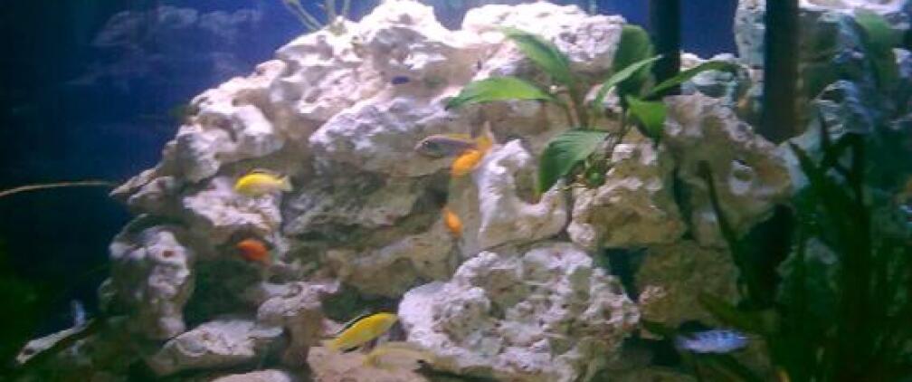 Aquarium Hauptansicht von Fluval Venezia Eckaquarium