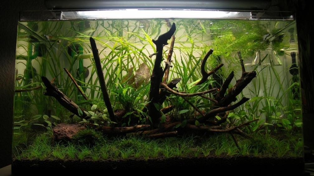 Aquarium Hauptansicht von 80l Naturaquarium