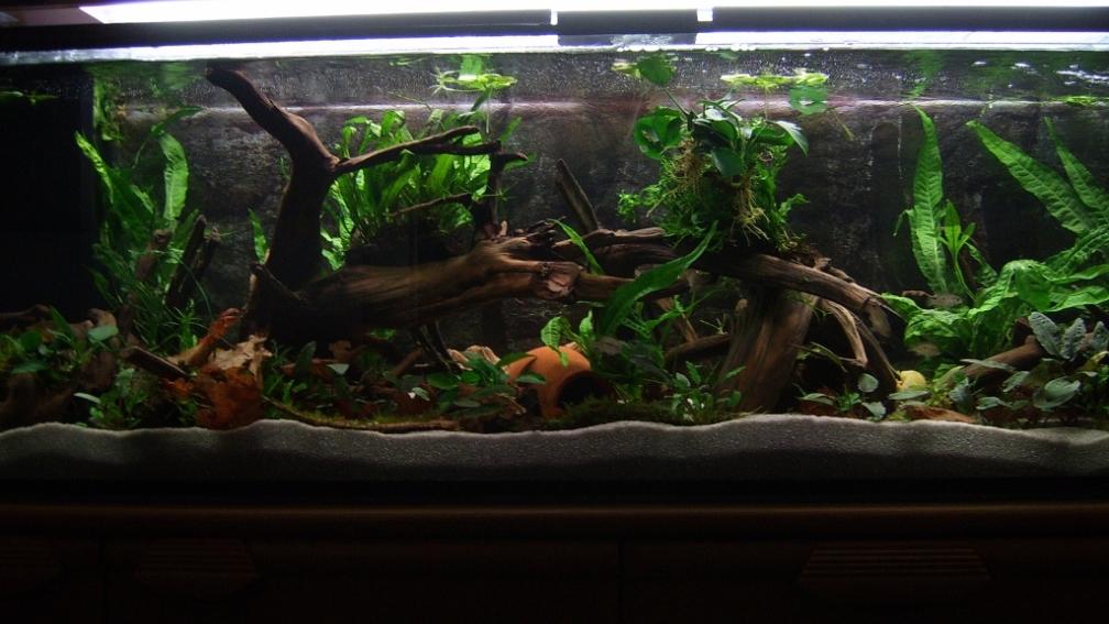 Aquarium Hauptansicht von Fischasyl 235 Liter