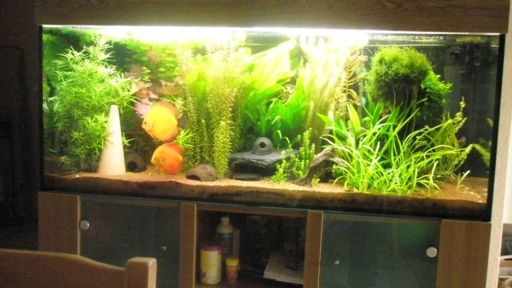 Aquarium Hauptansicht von Amazonas City