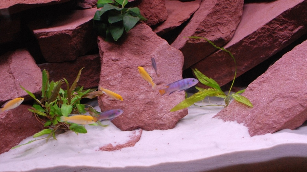 Aquarium Hauptansicht von Mein erstes Becken / Malawi