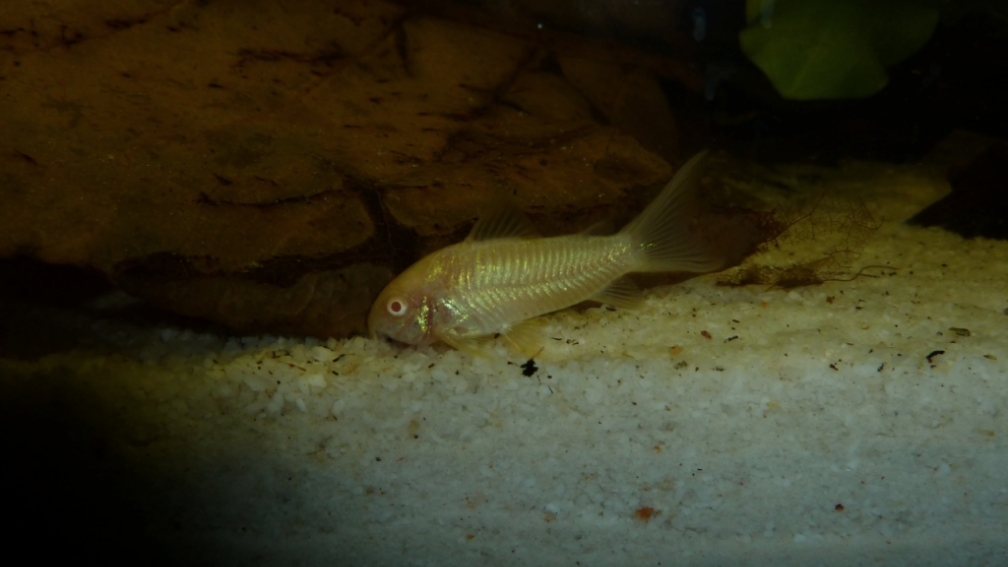 Corydoras aeneus albino