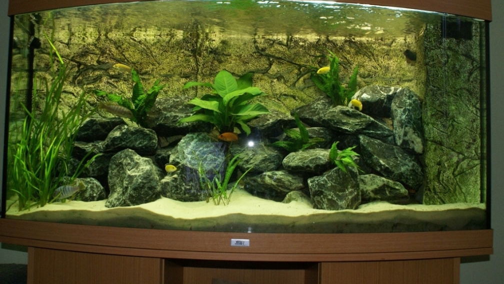 Mein 260l Malawi Becken