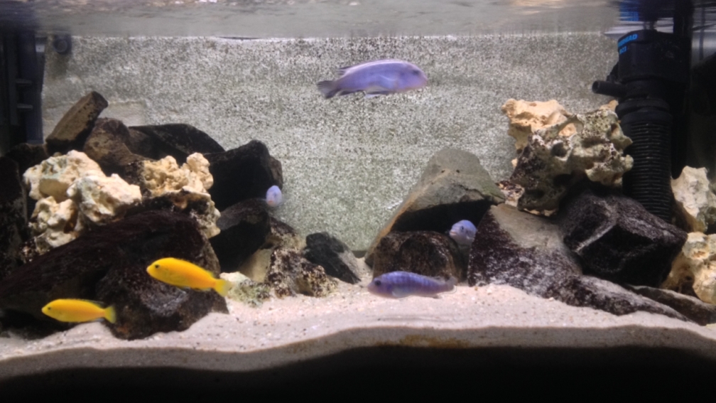 Aquarium Hauptansicht von Marcos Malawis