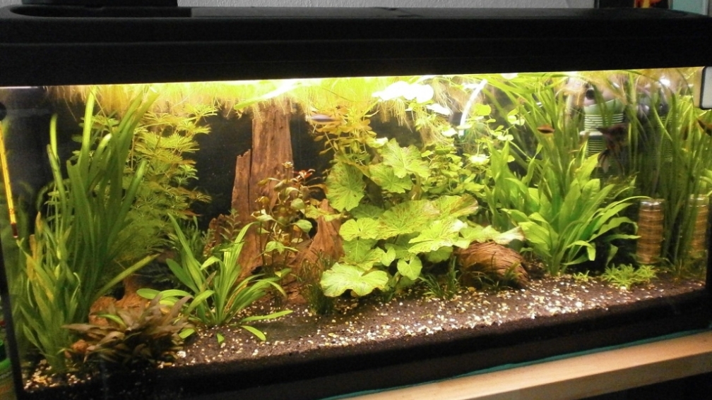 Aquarium Hauptansicht von Wilder Mix...aber mir gefällts