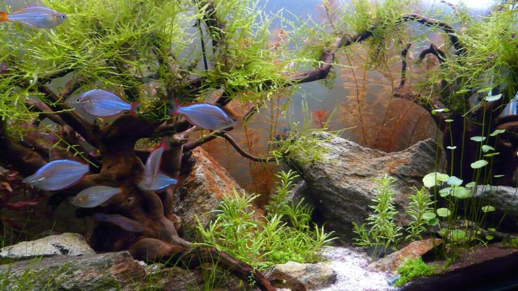 Aquarium Hauptansicht von Zedernwald im Herbst