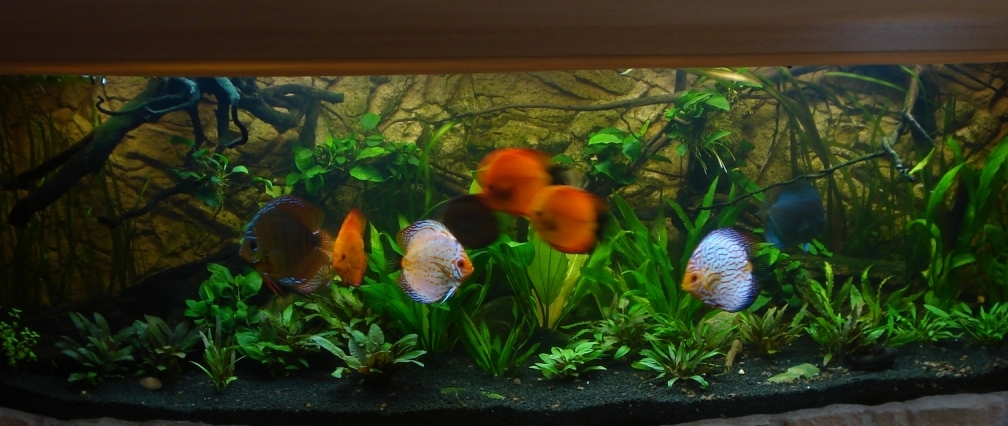 Matzes 600Liter Discusbecken