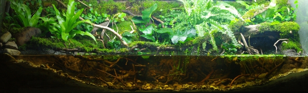 Aquarium Hauptansicht von African Stream