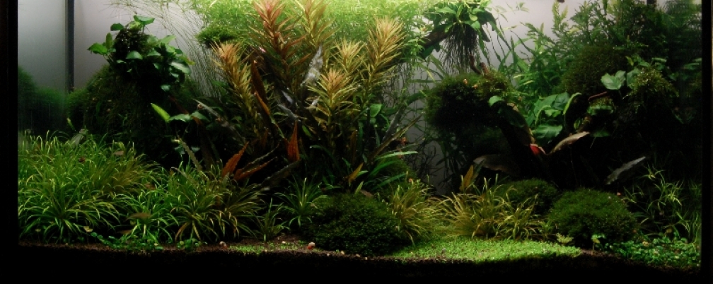 Gesamtansicht Pflanzenkiste